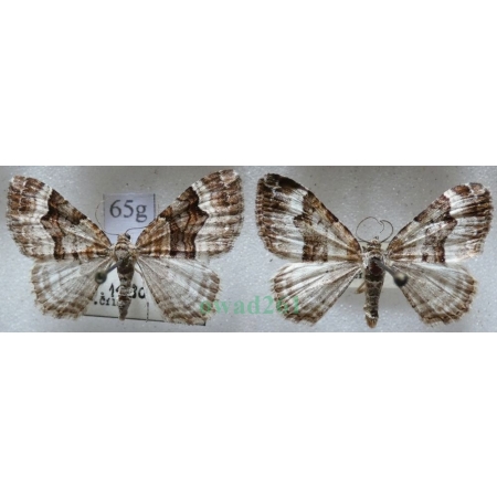 Xanthorhoe biriviata (Borkhausen, 1794) pair Paśnik dwurzeczek Czech65g